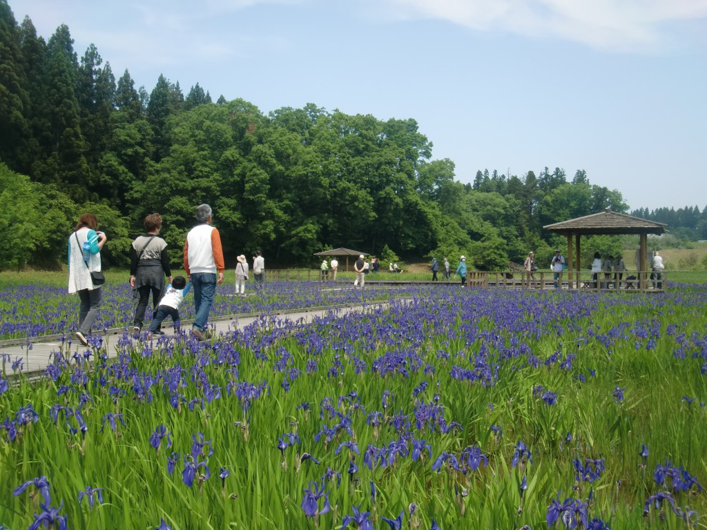 カキツバタまつり