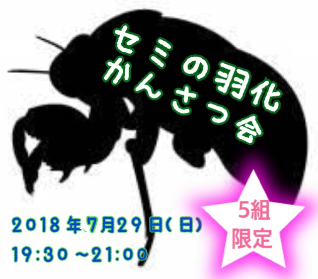 セミの羽化観察会